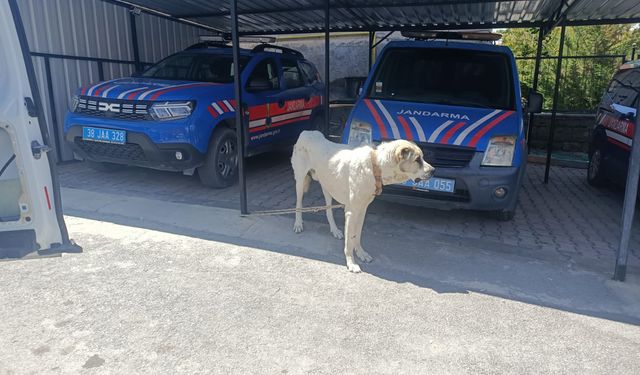 Köpeğini iple bağlayarak otomobilini çektiren kişiye para cezası