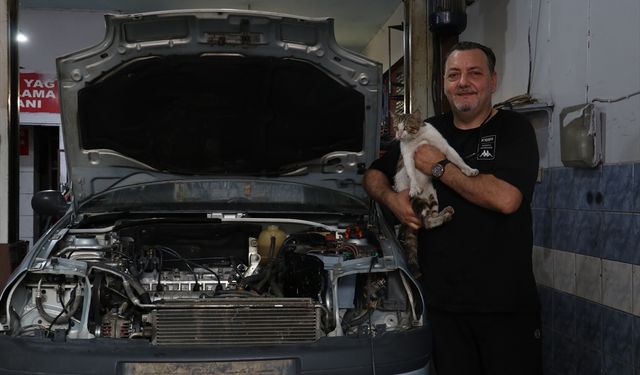 Motor ustasının 'Psikopat' kedisi sanayinin maskotu oldu