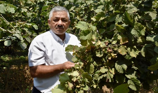 Ordu'da sahil kesiminde fındık hasadına 4 Ağustos'ta başlanacak