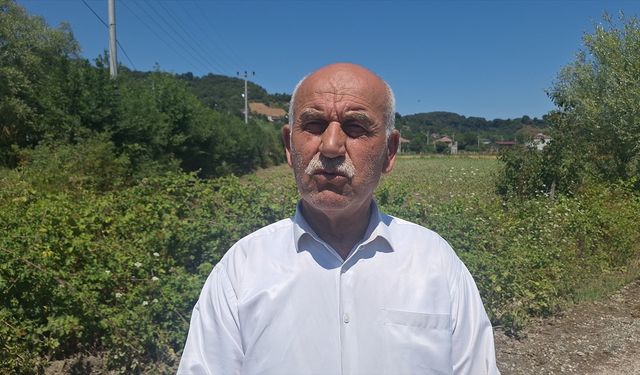 Samsun'da su kanallarının taşması sonucu tarım arazileri zarar gördü
