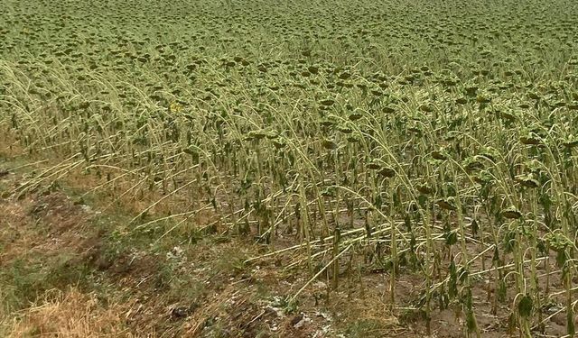 Tekirdağ'da dolu ekili alanlara zarar verdi