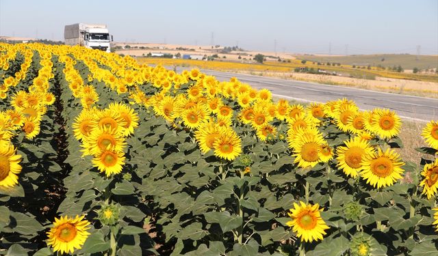 Tekirdağ'da 'gündöndü' tarlaları sürücülere renkli rota sunuyor