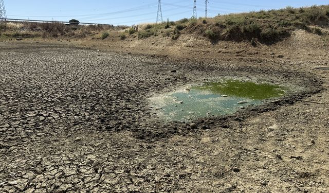 Tekirdağ'da kuruyan Çakıl Göleti'nde balıklar telef oldu
