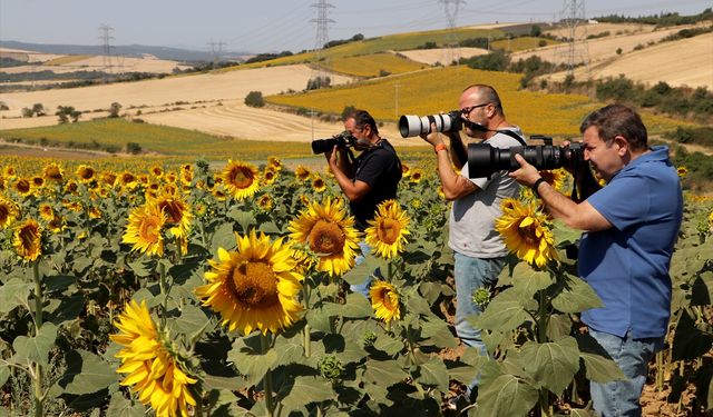 Tekirdağ'daki ayçiçeği tarlaları fotoğraf tutkunlarını ağırlıyor