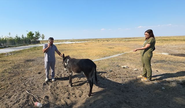 Tuz Gölü'nde ayağı kırık halde bulunan eşek tedavi altına alındı
