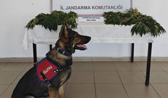 Yalova'da ormanlık alana kenevir eken zanlı tutuklandı