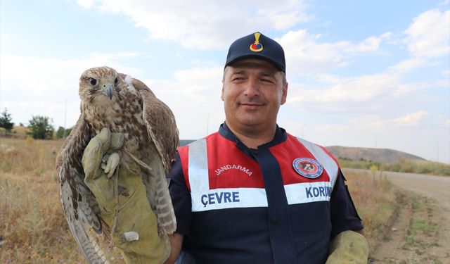 Yozgat'ta bitkin bulunan ulu doğan koruma altına alındı