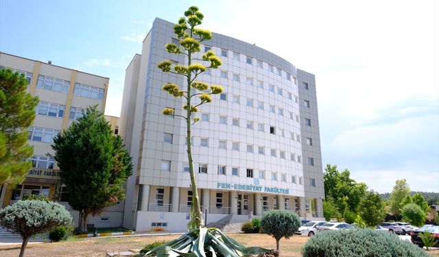 Balıkesir'de üniversite yerleşkesindeki Agave bitkisi 20 yıl sonra çiçeklendi