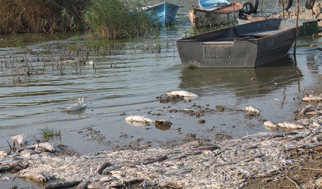 Balıkesir'in Manyas Gölü'ndeki toplu balık ölümleriyle ilgili inceleme başlatıldı