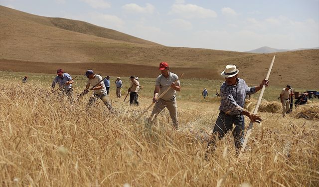 Bayburt'ta asırlık tarım aletleriyle buğday hasadı yapıldı