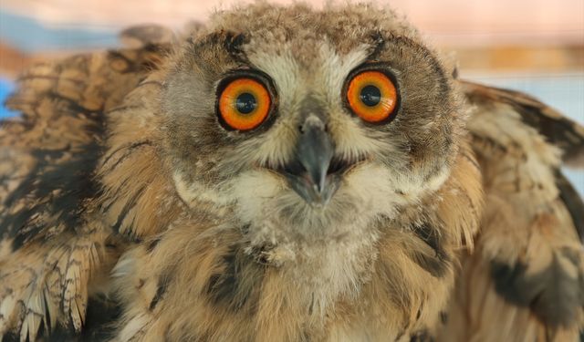 Bayburt'ta yaralı bulunan puhu tedavi altına alındı