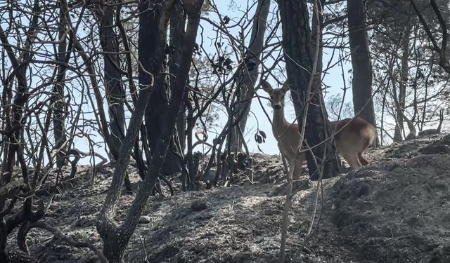 Çanakkale Gelibolu yangınında alevlerden kaçan karaca görüntülendi