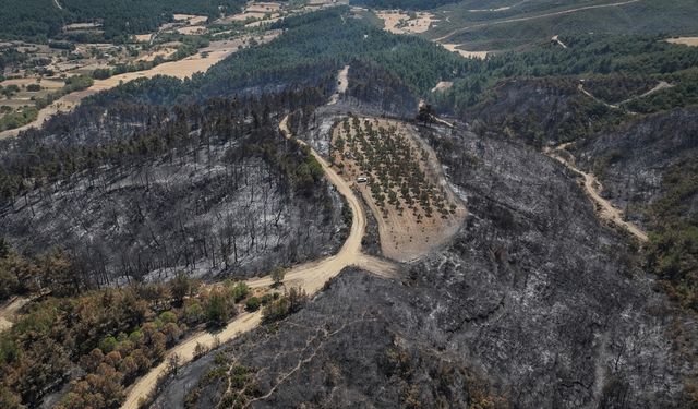 Çanakkale'deki orman yangını 150 ağaç bulunan zeytinliği teğet geçti