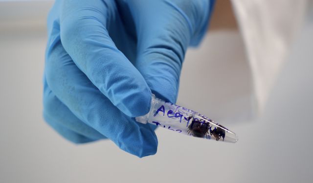 Doğadan toplanan örneklerle kene kaynaklı hastalıkların risk haritası oluşturuluyor