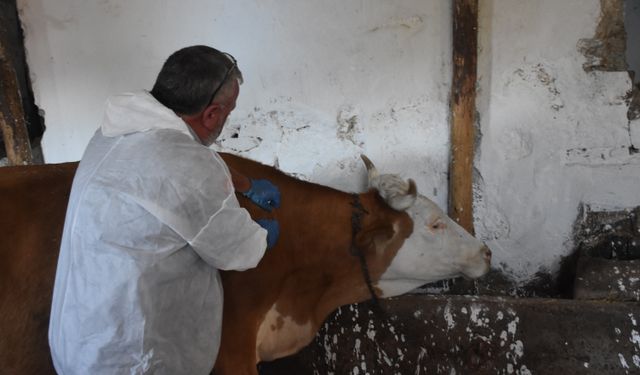 Gümüşhane'de şap hastalığıyla mücadele sürüyor