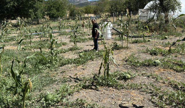 Karabük'te karpuz hasadı etkinliği düzenlendi