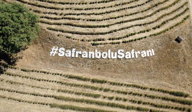 Karabük'te safran soğanı toprakla buluştu