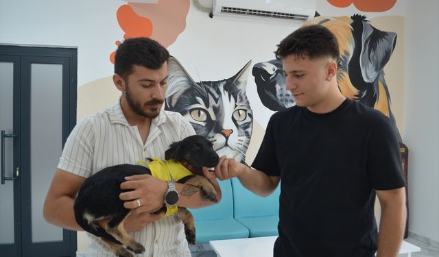 Kocaeli'de zifte saplanmış halde bulunan köpek yavrusu yeni yuvasına kavuştu