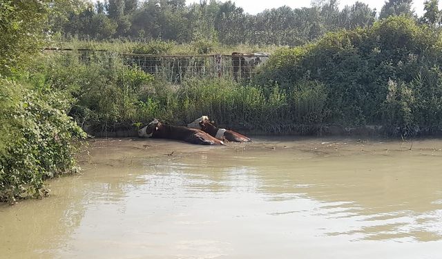 Tokat'ta gölete düşen 3 ineği itfaiye ekipleri kurtardı