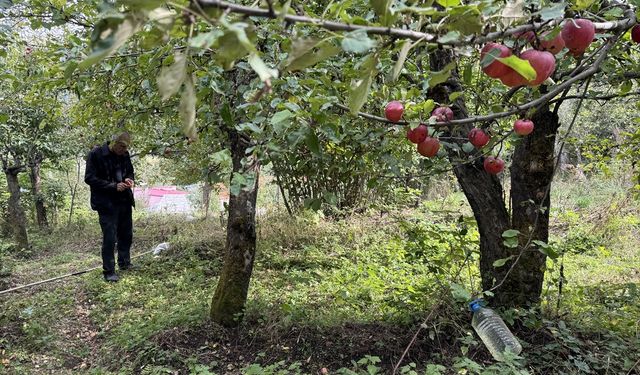 Ardahan'da coğrafi işaretli 'içi kırmızı elma'nın hasadına başlandı