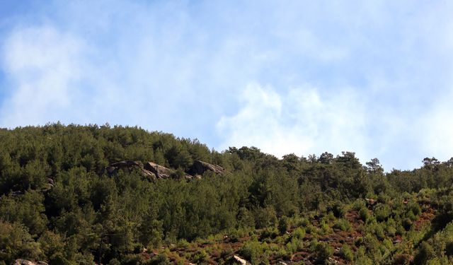 Aydın'da çıkan orman yangınına müdahale sürüyor