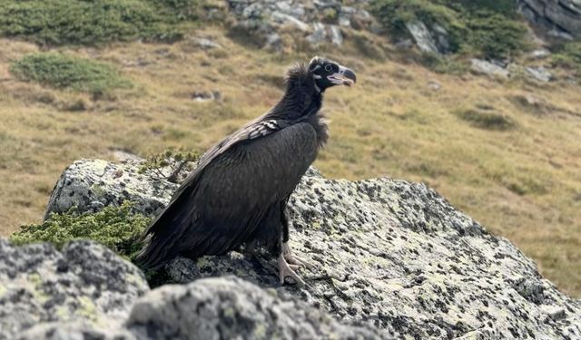 Bolu'da bitkin halde bulunan kara akbaba, bakımının ardından doğaya salındı