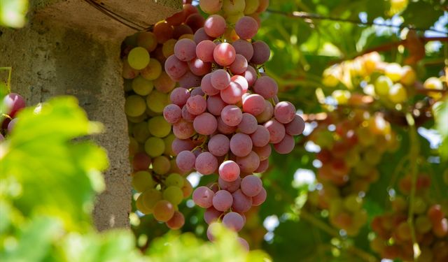 Duhok'taki üzüm yetiştiricileri yüzden fazla çeşit üzümle sofraları tatlandırıyor