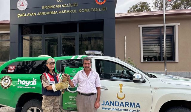 Erzincan'da bulunan şahin yavrusu koruma altına alındı
