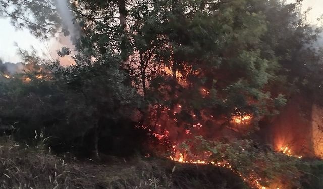 Hatay'da çıkan orman yangını söndürüldü
