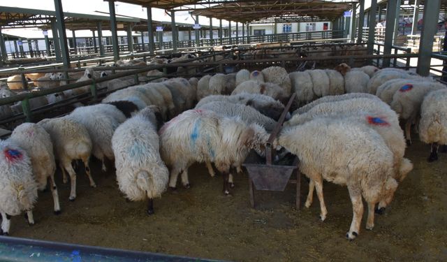 Malatya'da şap nedeniyle kapatılan hayvan pazarı açıldı