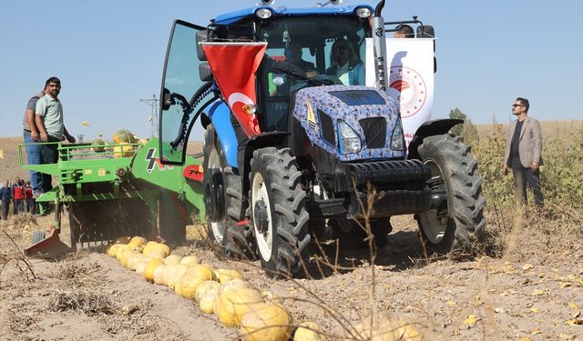 Nevşehir'de çerezlik kabak çekirdeği hasadı başladı