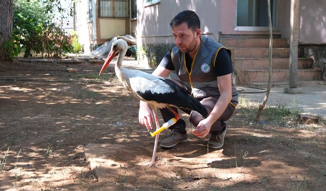 'Pamuk' leylek protez bacağıyla göç yolculuğuna çıkacak