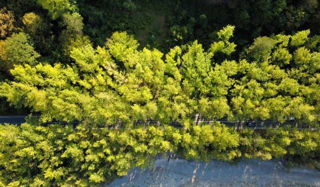 Safranbolu'nun 'ağaç tüneli', misafirlerine yeşilin içinde yolculuk keyfi yaşatıyor