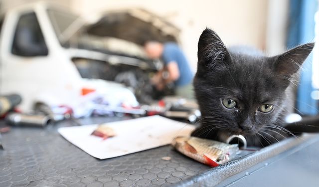 Tamire getirilen otomobilin motor kısmından çıkarılan kediyi usta sahiplendi