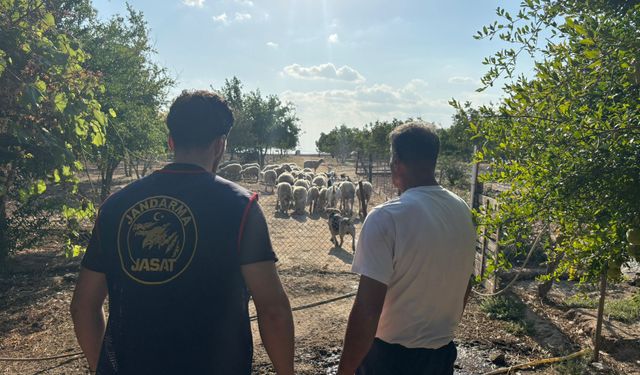 Tekirdağ'da çiftlikteki koyunları çalan şüpheli tutuklandı