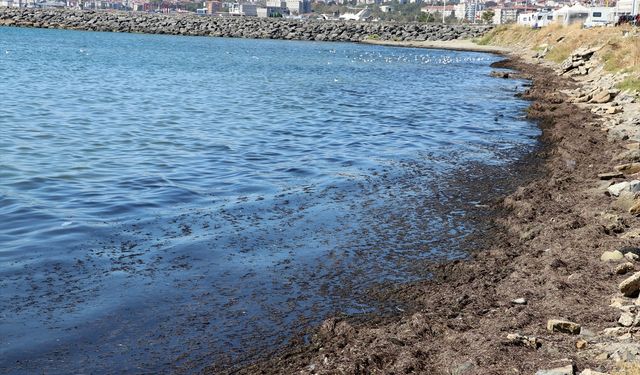 Tekirdağ'da poyraz nedeniyle sahilin bir kısmı kırmızı yosunla kaplandı