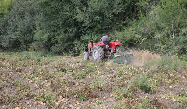 Tokat'ta tarlalarda patates hasadı