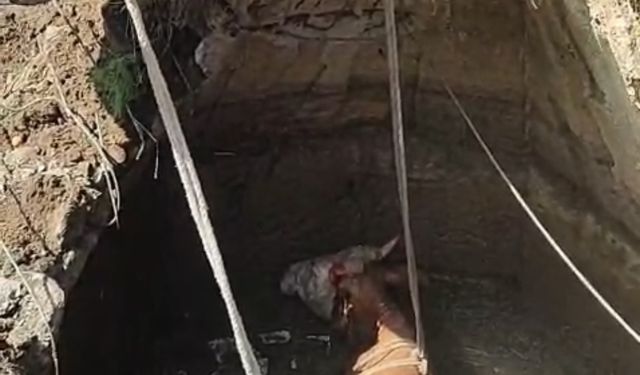 Yozgat'ta su kuyusuna düşen inek iş makinesiyle kurtarıldı