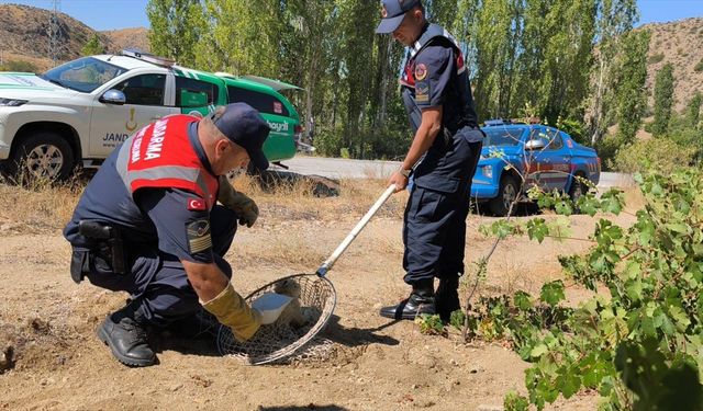 Yozgat'ta yaralı tilki tedavi altına alındı