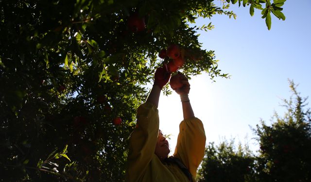 Adıyaman'da 19 bin 250 dekar alanda üretilen narda hasat dönemi