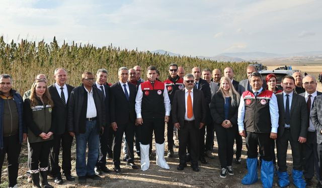 Amasya'da yerli ve milli vezir kenevir türünün hasadı başladı