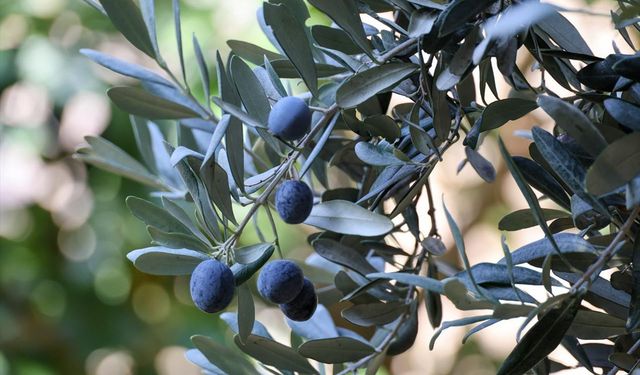 Artvin'de lezzet ödüllü 'Butko zeytini' hasadı başladı