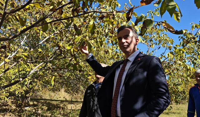 Bitlis Valisi Ahmet Karakaya ceviz hasadına katıldı