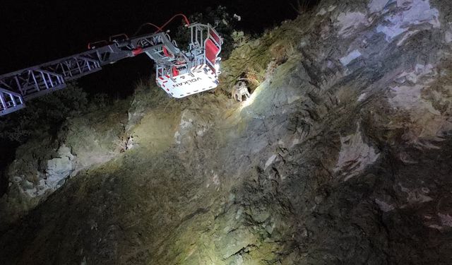 Bursa'da kayalıkta mahsur kalan köpek ekiplerce kurtarıldı