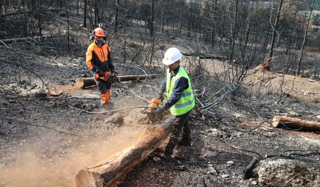 Denizli ve Uşak'ta 20 yılda 306 milyon fidan toprakla buluşturuldu