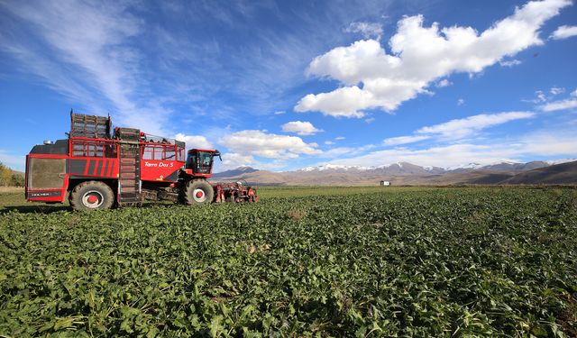 Erzurum'da şeker pancarının ekim alanı yaklaşık yüzde 40 arttı