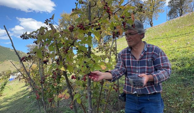 Giresun'da ahududu ve böğürtlen projesi üreticiye ek gelir kaynağı oldu