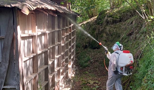 Giresun'da kahverengi kokarcayla mücadele sürüyor