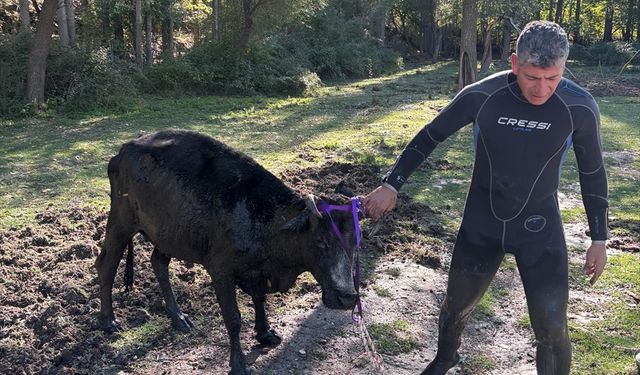 Isparta'da bataklığa saplanan büyükbaş hayvan kurtarıldı
