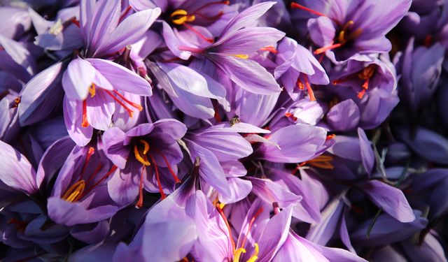 Karabük'te ekilen 'mucize bitki' safranın hasadı sürüyor